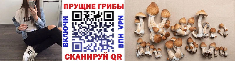 как найти закладки  Полярный  Галлюциногенные грибы Psilocybine cubensis 
